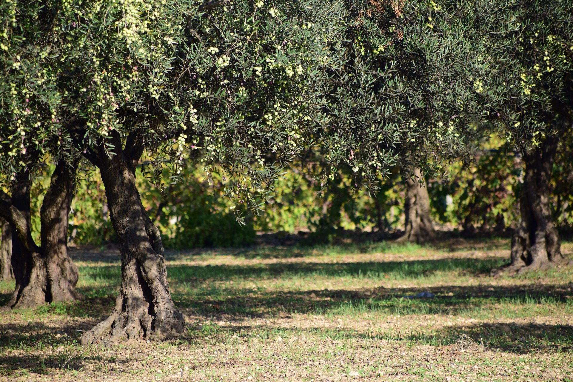 AMORE E PASSIONE PER IL TERRITORIO